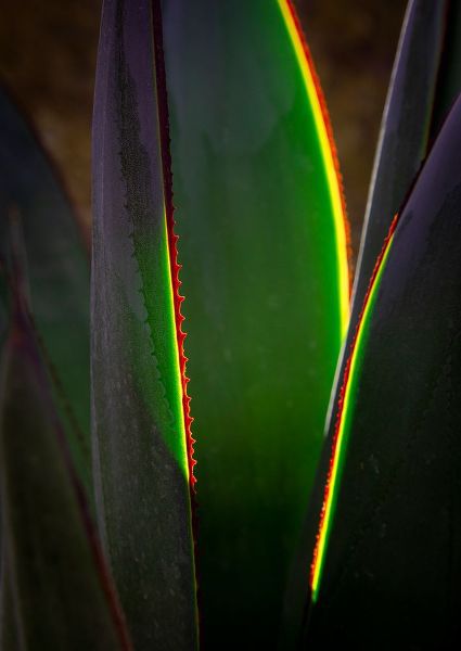 Jaynes Gallery 아티스트의 USA-Arizona-Phoenix-Backlit variegated agave cactus작품입니다.